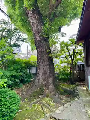 高円寺天祖神社(東京都)