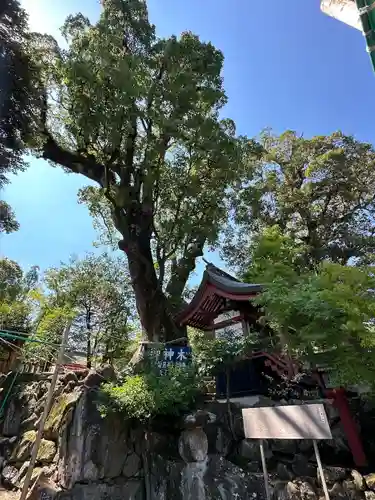 鹿児島神宮(鹿児島県)