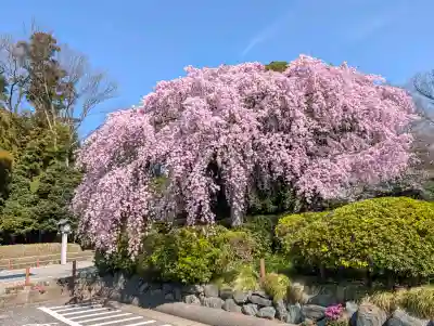 櫻木神社の{uncategorized: "未分類", other: "その他", undefined: "問題あり", building: "その他建物", grave: "お墓", sacred_gate: "鳥居", guardian: "狛犬", statue: "像", buddha: "仏像", history: "歴史", nature: "自然", garden: "庭園", animal: "動物", pagoda: "塔", temizu: "手水舎", mountain_gate: "山門・神門", sanctuary: "本殿・本堂", subordinate: "末社・摂社", art: "芸術", scenery: "景色", jizo: "地蔵", ema: "絵馬", goshuin: "御朱印", omikuji: "おみくじ", items: "授与品その他", amulet: "お守り", goshuincho: "御朱印帳", eats: "食事", festival: "お祭り", votive_dance: "神楽", shichigosan: "七五三参", wedding: "結婚式", experience: "体験その他", initially: "初詣", around: "周辺", anti_infection: "感染症対策"}
