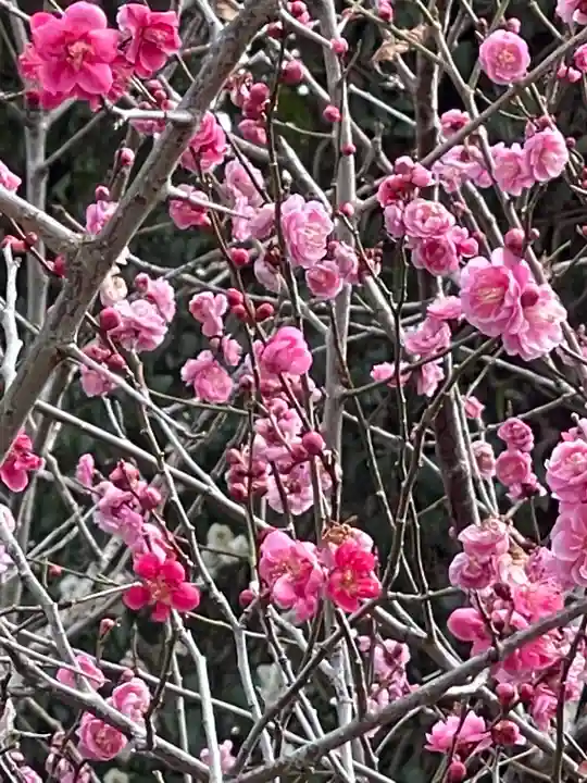 梅宮大社(京都府)