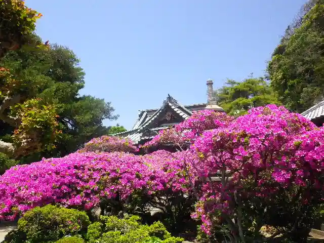 安養院 (田代寺)の自然