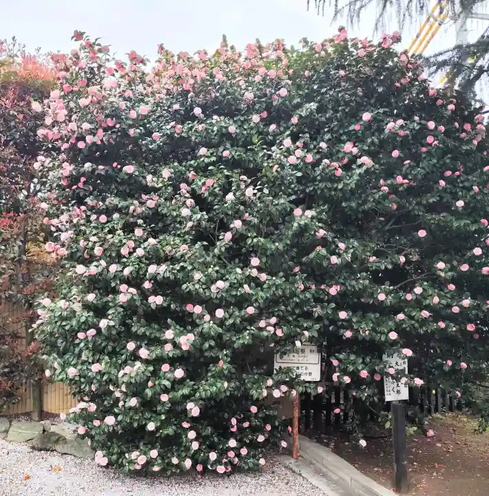 中野沼袋氷川神社の{uncategorized: "未分類", other: "その他", undefined: "問題あり", building: "その他建物", grave: "お墓", sacred_gate: "鳥居", guardian: "狛犬", statue: "像", buddha: "仏像", history: "歴史", nature: "自然", garden: "庭園", animal: "動物", pagoda: "塔", temizu: "手水舎", mountain_gate: "山門・神門", sanctuary: "本殿・本堂", subordinate: "末社・摂社", art: "芸術", scenery: "景色", jizo: "地蔵", ema: "絵馬", goshuin: "御朱印", omikuji: "おみくじ", items: "授与品その他", amulet: "お守り", goshuincho: "御朱印帳", eats: "食事", festival: "お祭り", votive_dance: "神楽", shichigosan: "七五三参", wedding: "結婚式", experience: "体験その他", initially: "初詣", around: "周辺", anti_infection: "感染症対策"}