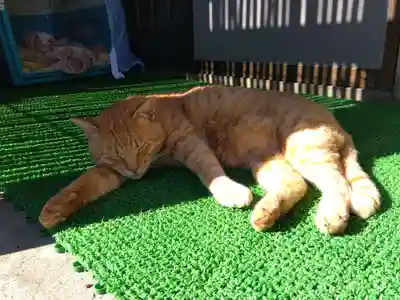 妙行寺(福井県)