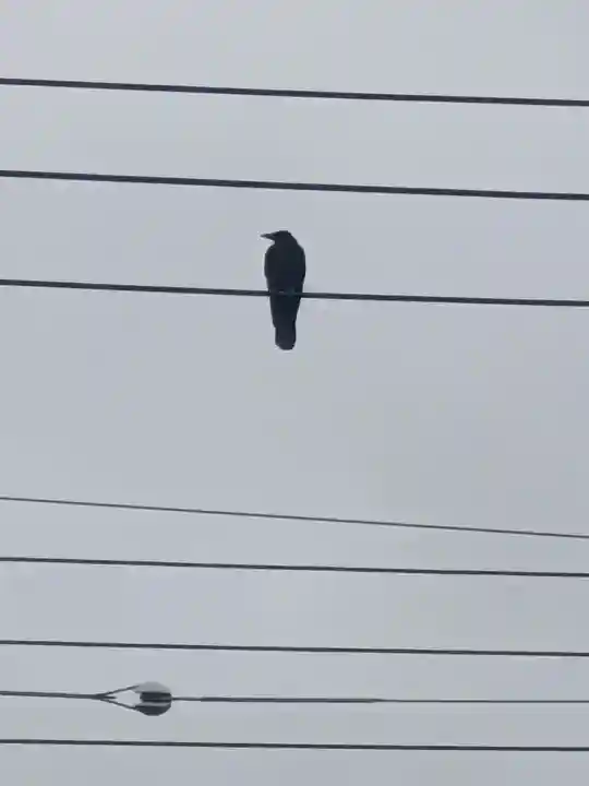 五方山熊野神社(東京都)