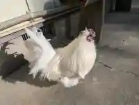 高屋敷稲荷神社の{uncategorized: "未分類", other: "その他", undefined: "問題あり", building: "その他建物", grave: "お墓", sacred_gate: "鳥居", guardian: "狛犬", statue: "像", buddha: "仏像", history: "歴史", nature: "自然", garden: "庭園", animal: "動物", pagoda: "塔", temizu: "手水舎", mountain_gate: "山門・神門", sanctuary: "本殿・本堂", subordinate: "末社・摂社", art: "芸術", scenery: "景色", jizo: "地蔵", ema: "絵馬", goshuin: "御朱印", omikuji: "おみくじ", items: "授与品その他", amulet: "お守り", goshuincho: "御朱印帳", eats: "食事", festival: "お祭り", votive_dance: "神楽", shichigosan: "七五三参", wedding: "結婚式", experience: "体験その他", initially: "初詣", around: "周辺", anti_infection: "感染症対策"}