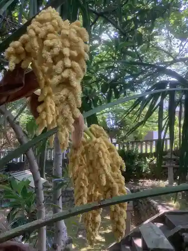 若宮神明社の自然
