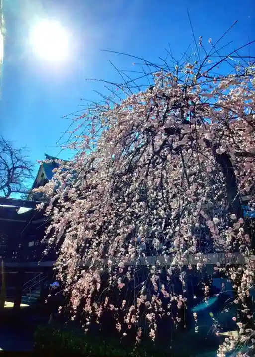 妙法寺(東京都)