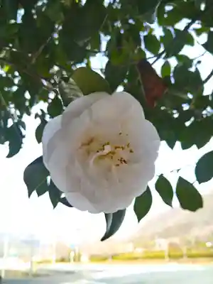 青木大師の自然