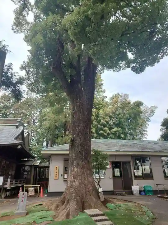 西堀氷川神社(埼玉県)