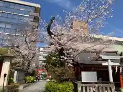 神田神社（神田明神）の自然