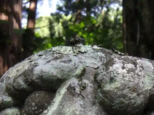 戸隠神社宝光社の動物