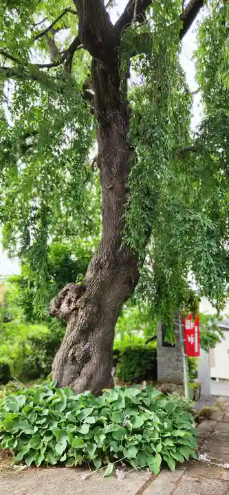 長竜寺(山形県)