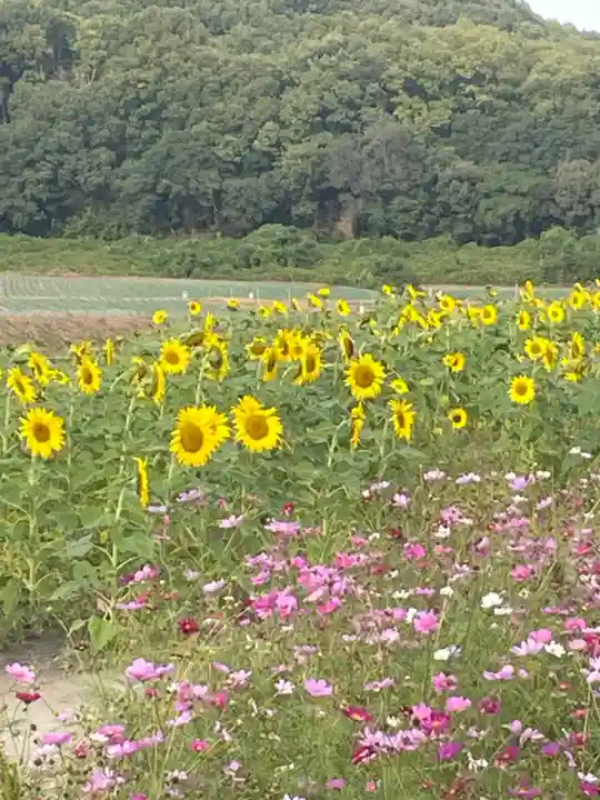 道通神社(岡山県)