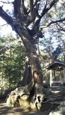 八幡宮の自然