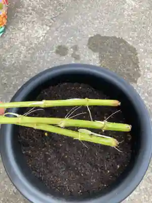 總社 和田八幡宮(福井県)