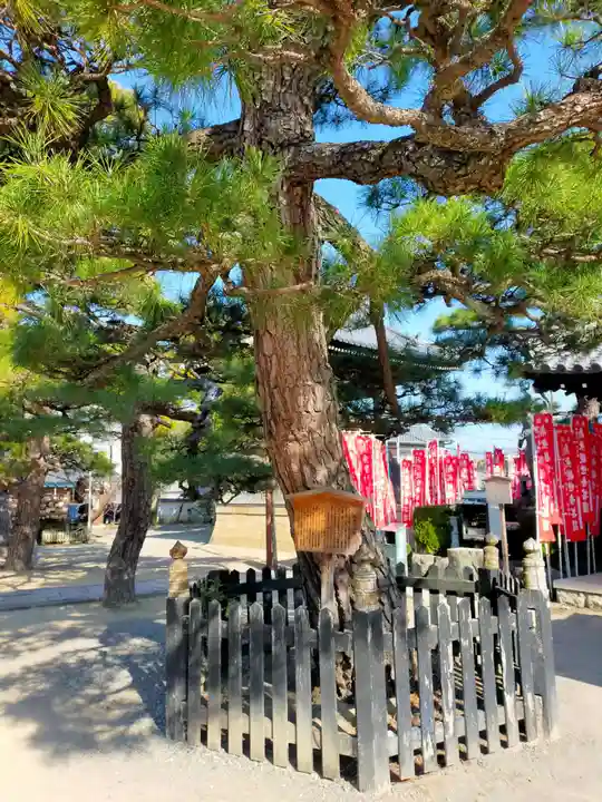 葛井寺(大阪府)