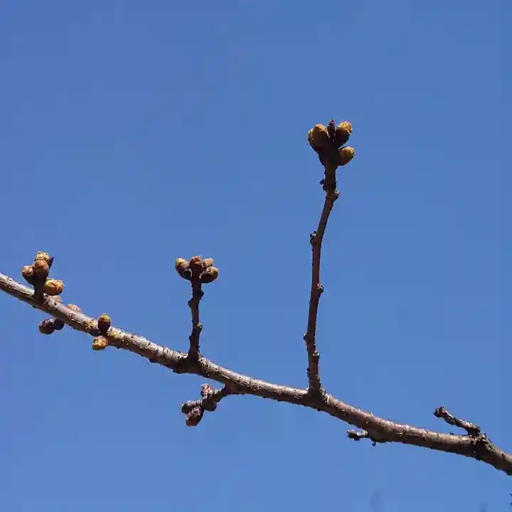 靖國神社の自然