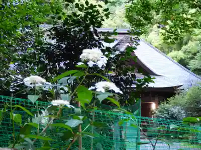 阿弥陀寺の自然