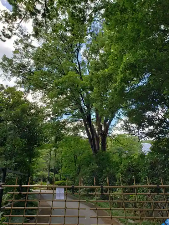 東郷神社の自然