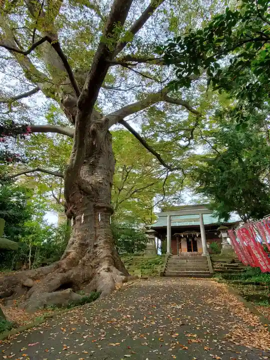 愛宕神社の自然