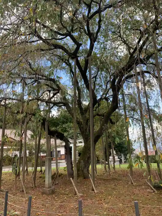 足羽神社の自然