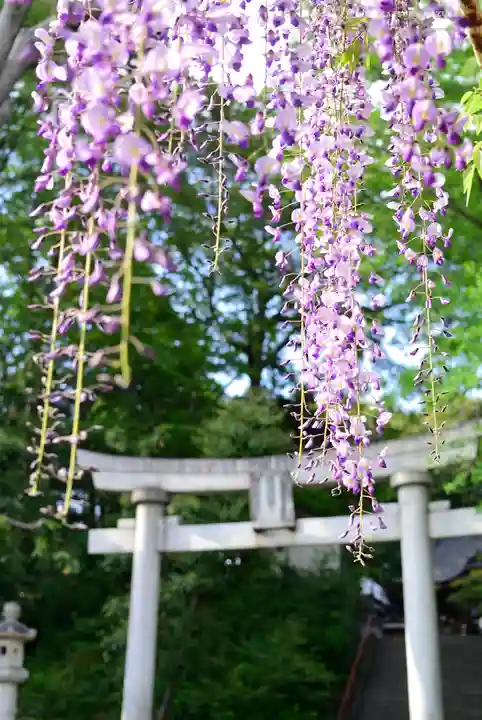 日吉神社の自然