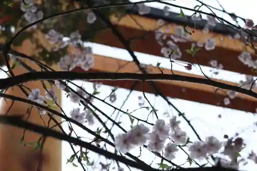 川越氷川神社の{uncategorized: "未分類", other: "その他", undefined: "問題あり", building: "その他建物", grave: "お墓", sacred_gate: "鳥居", guardian: "狛犬", statue: "像", buddha: "仏像", history: "歴史", nature: "自然", garden: "庭園", animal: "動物", pagoda: "塔", temizu: "手水舎", mountain_gate: "山門・神門", sanctuary: "本殿・本堂", subordinate: "末社・摂社", art: "芸術", scenery: "景色", jizo: "地蔵", ema: "絵馬", goshuin: "御朱印", omikuji: "おみくじ", items: "授与品その他", amulet: "お守り", goshuincho: "御朱印帳", eats: "食事", festival: "お祭り", votive_dance: "神楽", shichigosan: "七五三参", wedding: "結婚式", experience: "体験その他", initially: "初詣", around: "周辺", anti_infection: "感染症対策"}