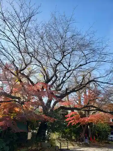 寶泉寺（宝泉寺）の自然