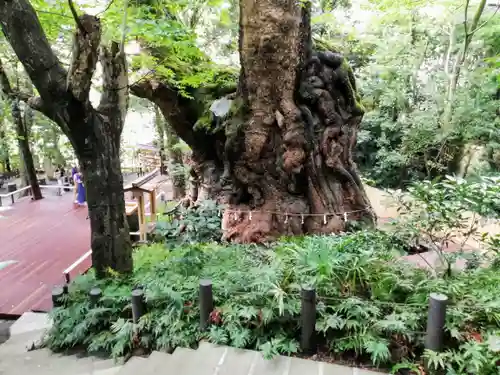 來宮神社の自然