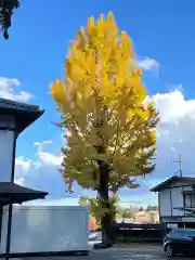 高麗神社の自然