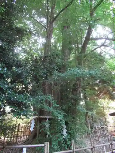 大國魂神社の自然