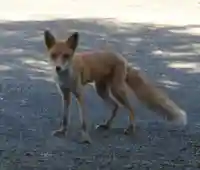 留辺蘂神社の動物