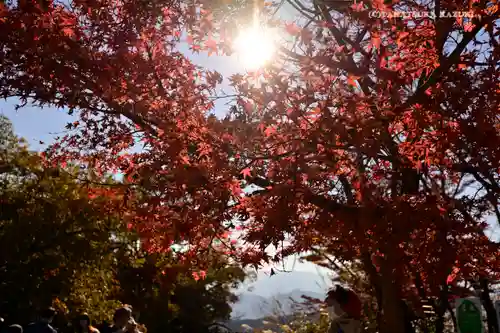 高尾山薬王院の自然