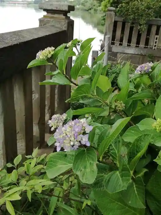 武蔵第六天神社の自然