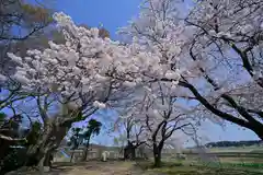 櫻井神社(新潟県)