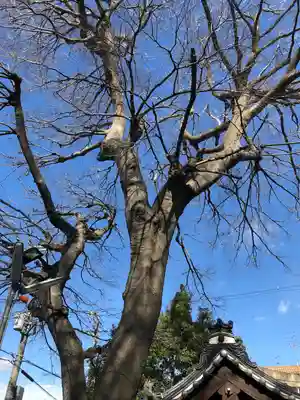 御劔神社の自然