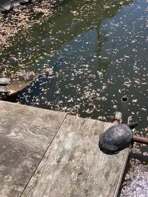 弁財天(下出縄)(神奈川県)