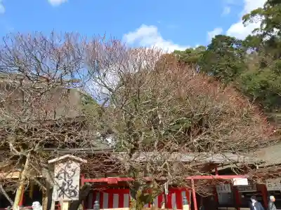 太宰府天満宮(福岡県)