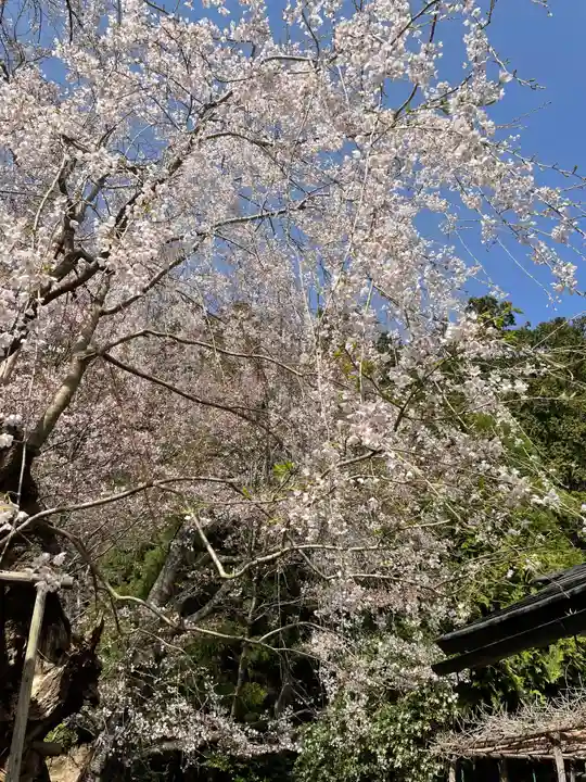 常照皇寺の自然
