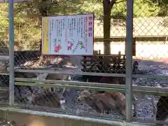 鹿島神宮の動物