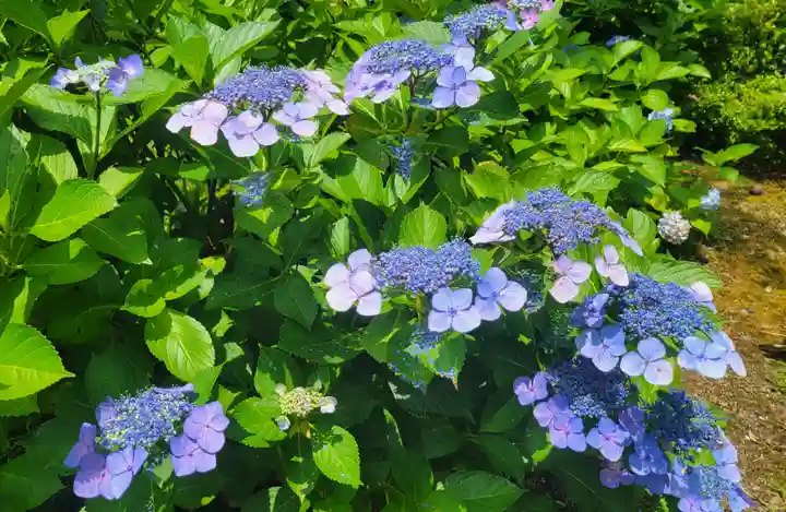 惣河内神社(愛媛県)