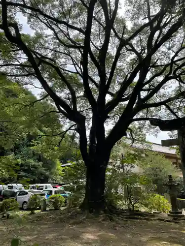 豊栄神社の自然