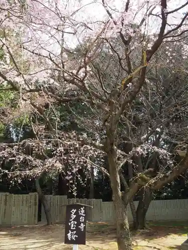 瑜伽山蓮台寺の自然