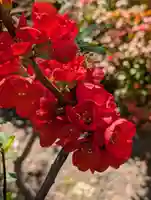 宝玉稲荷神社(神奈川県)