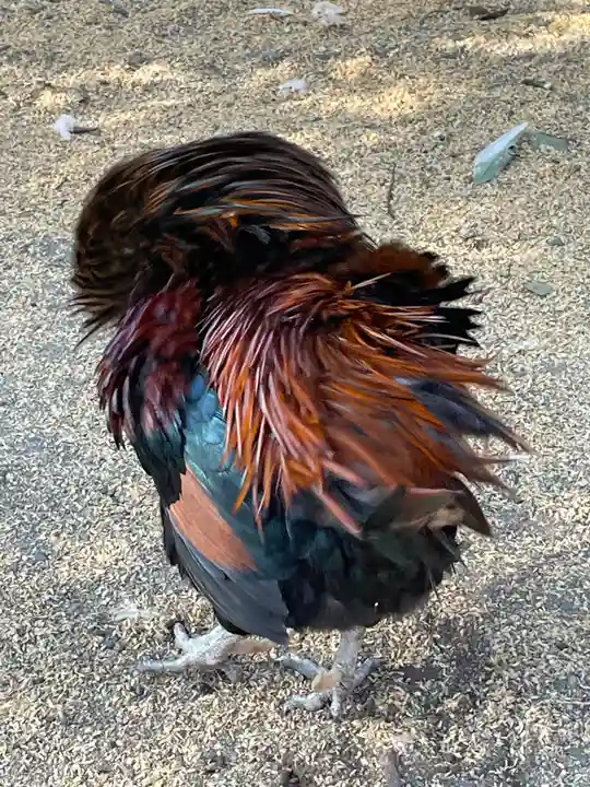 助松神社(大阪府)