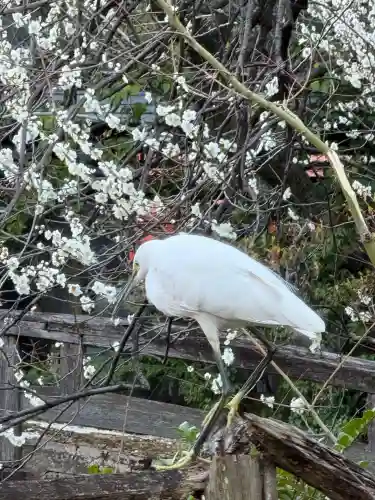 湯島天満宮の{uncategorized: "未分類", other: "その他", undefined: "問題あり", building: "その他建物", grave: "お墓", sacred_gate: "鳥居", guardian: "狛犬", statue: "像", buddha: "仏像", history: "歴史", nature: "自然", garden: "庭園", animal: "動物", pagoda: "塔", temizu: "手水舎", mountain_gate: "山門・神門", sanctuary: "本殿・本堂", subordinate: "末社・摂社", art: "芸術", scenery: "景色", jizo: "地蔵", ema: "絵馬", goshuin: "御朱印", omikuji: "おみくじ", items: "授与品その他", amulet: "お守り", goshuincho: "御朱印帳", eats: "食事", festival: "お祭り", votive_dance: "神楽", shichigosan: "七五三参", wedding: "結婚式", experience: "体験その他", initially: "初詣", around: "周辺", anti_infection: "感染症対策"}