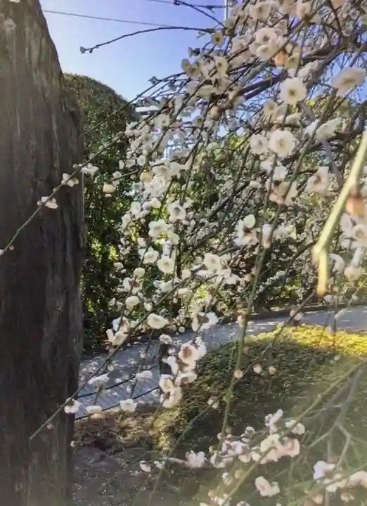 東長谷寺 薬王院(東京都)