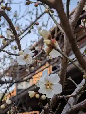 高円寺天祖神社(東京都)