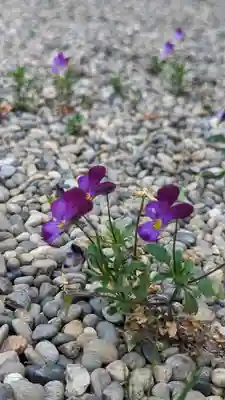 嘉祥寺(京都府)