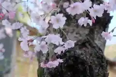 相模原氷川神社の自然